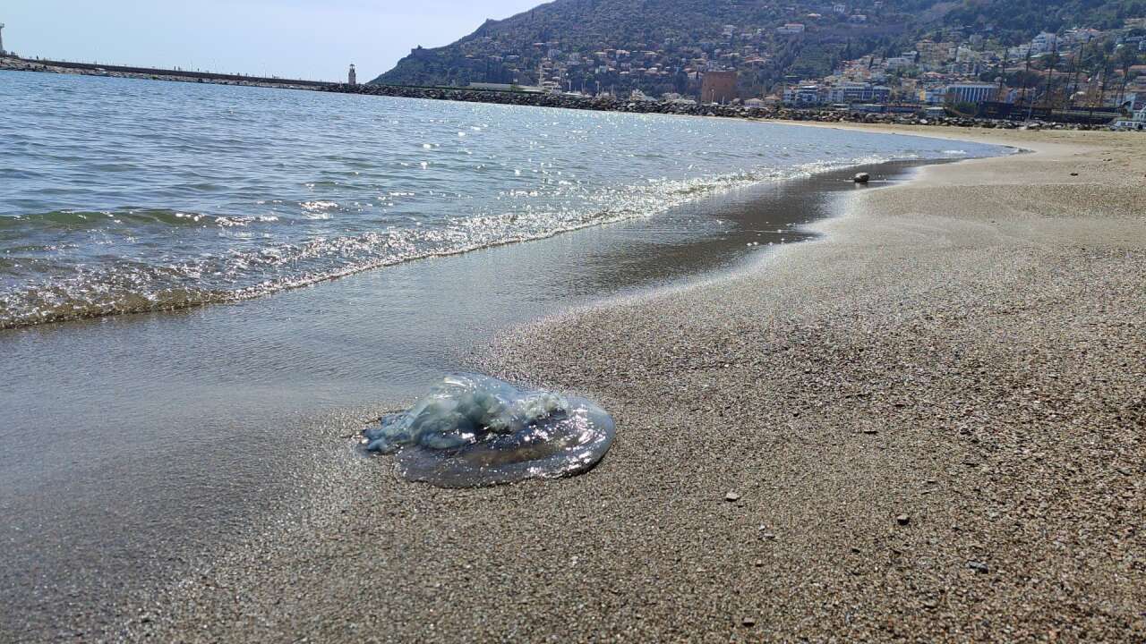 Antalyalı Balıkçıların Kabusu Oldu 6